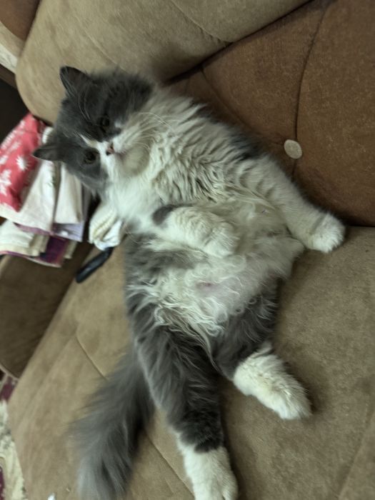 мушуклар сотилади