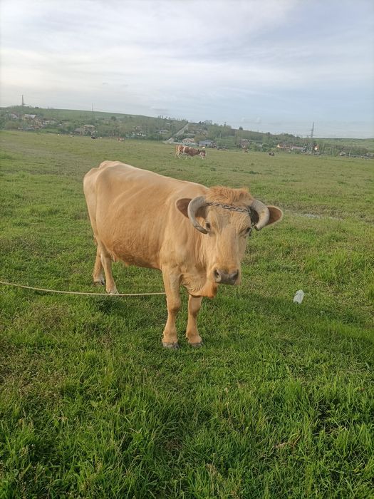 Vaca de vânzare !!