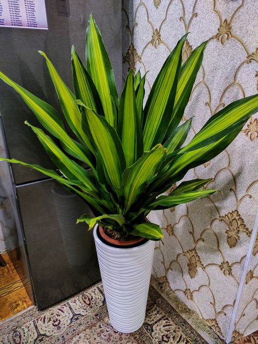 Комнатные растения. Доставка