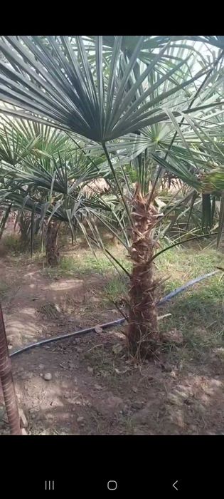 Трёхкорпус акция нархларида сотилади