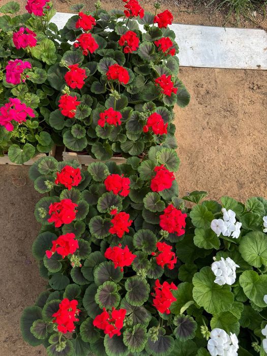 Geran gullari sotiladi