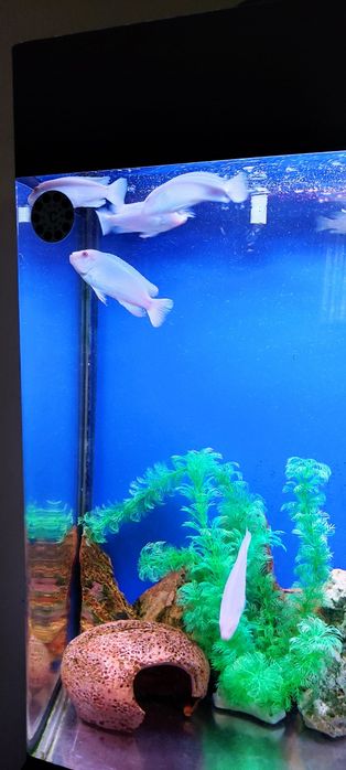 Продам малька снежного принца