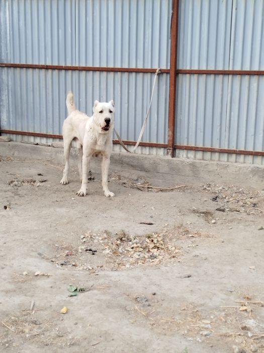 Oq ayiq alabay sotiladi