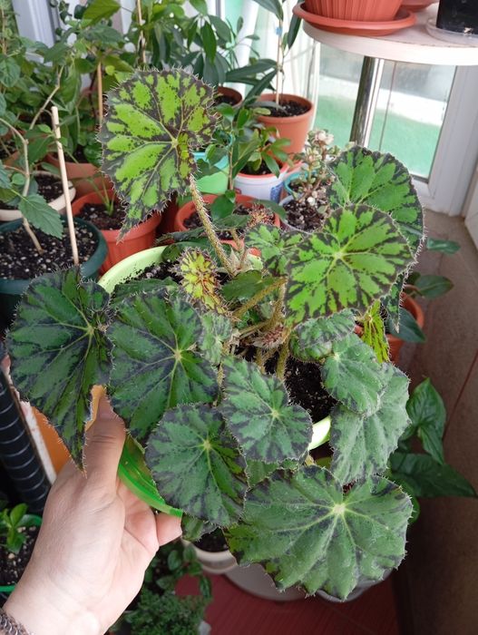 Продам комнатные растения