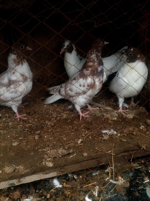 Красноголовые иран молодёжь