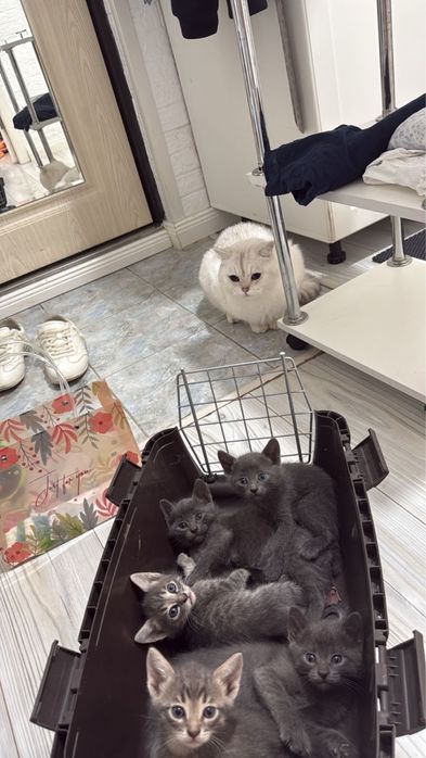 Котятки в добрые ручки