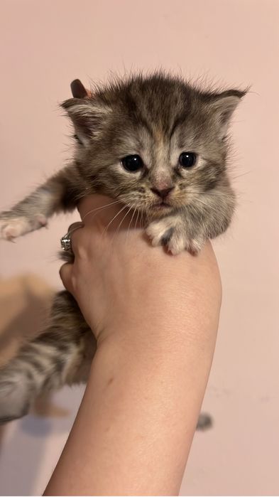 Отдам котяток/породистые