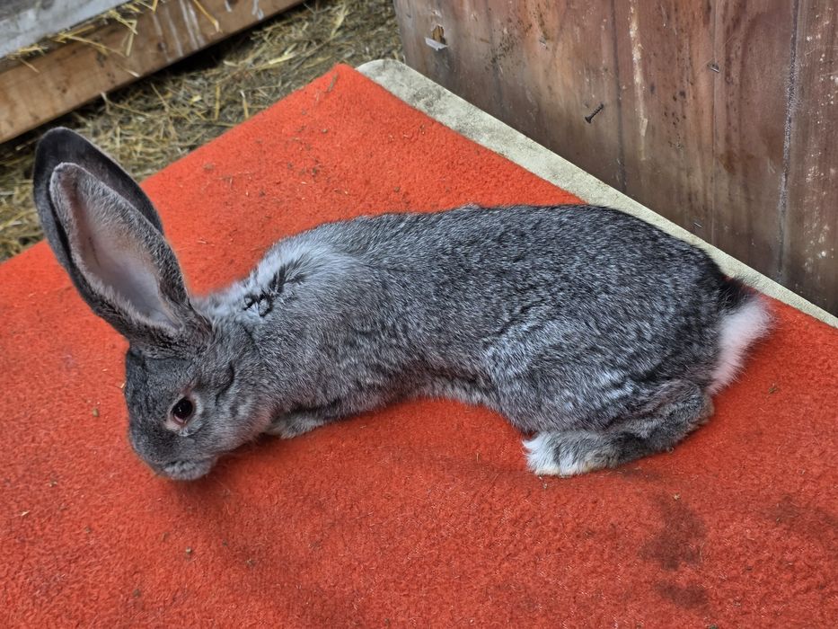 Mascul si femelă  Uriaș German Chinchila