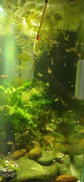 Продам аквариум с рыбками!