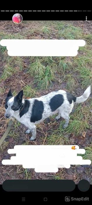 Собачкам нужен дом!