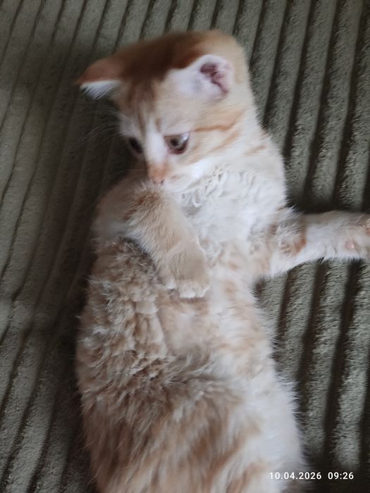 Отдам рыжую кошечку