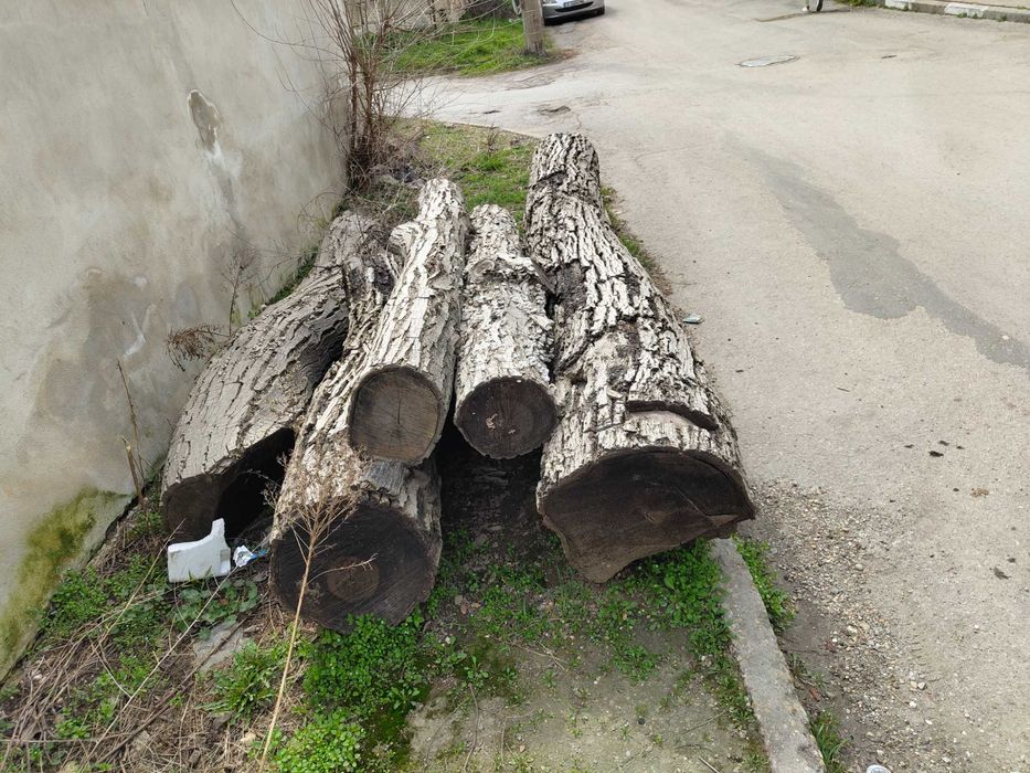 Трупи Дървен материал