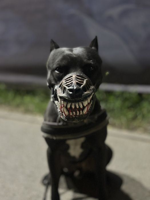 Щенок питбуля продам