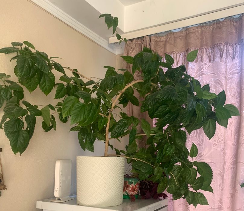 Гибискус -  китайская роза