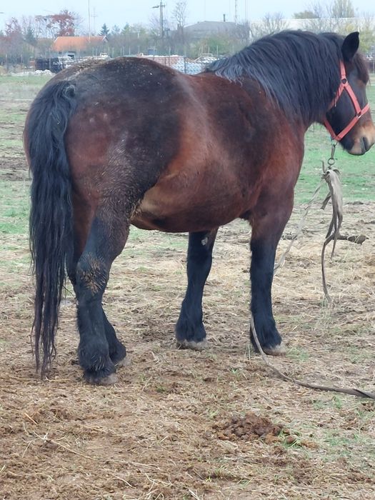 Vand o pereche de iepe murgi cu manza de 6 luni