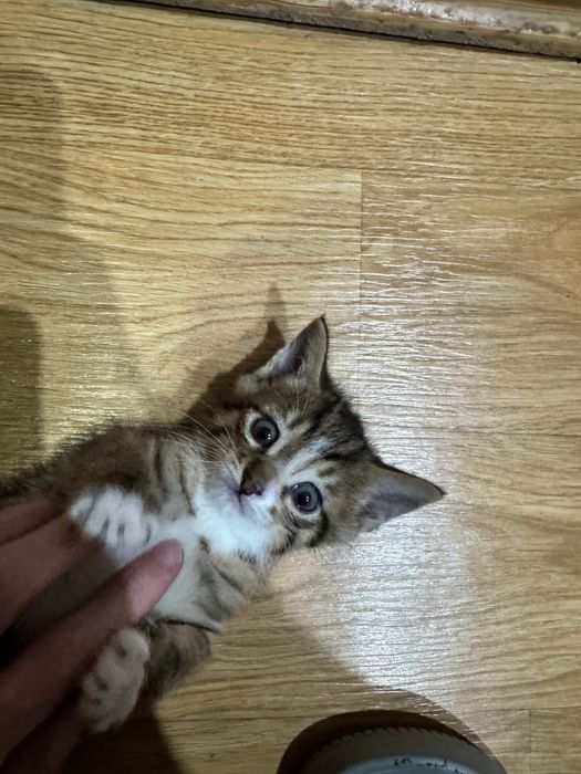 Отдам 2х котят, возраст 3 месяца