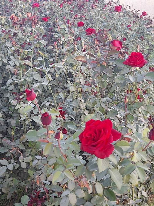 Zaldori shaftoli atirgul nihollari sotiladi