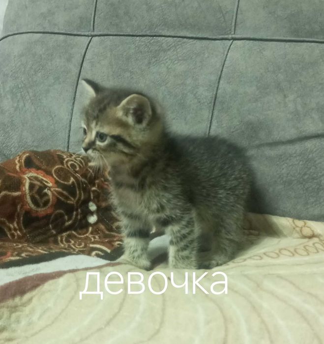Котят в хорошие руки
