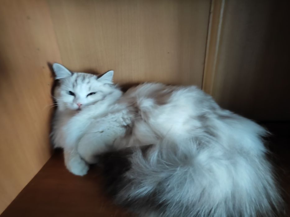 Сибирские Невские маскарадные