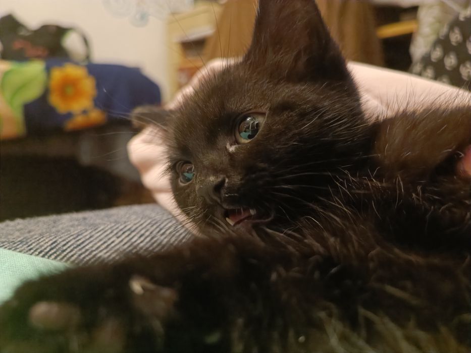 отдам котенка в добрые руки