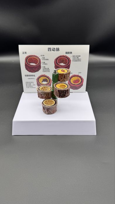 .Анатомический Торс макет  муляж 85см 19 деталий.Anotomik tors 85 cm