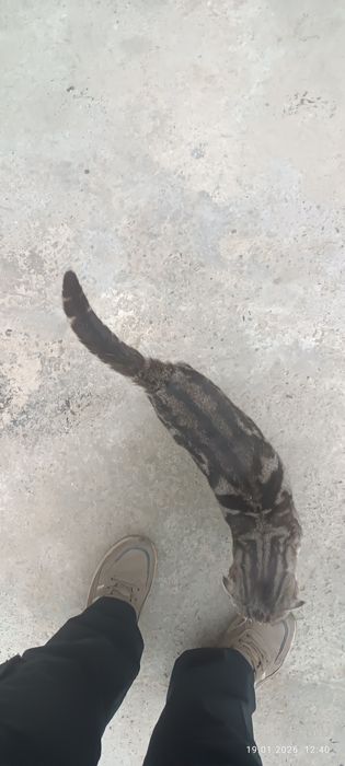 Бесплатно вислоухий порода