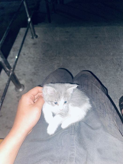 Отдается в хорошие руки котенок!!!