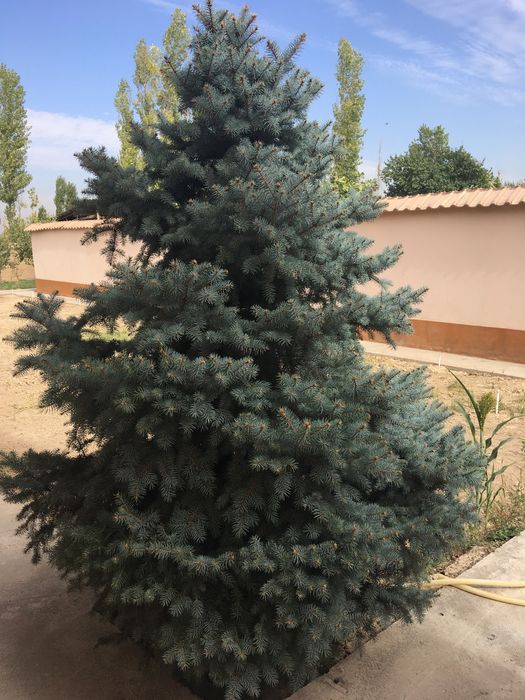 Archa srochniy sotiladi  2.5 metr. manzil Madaniyatda