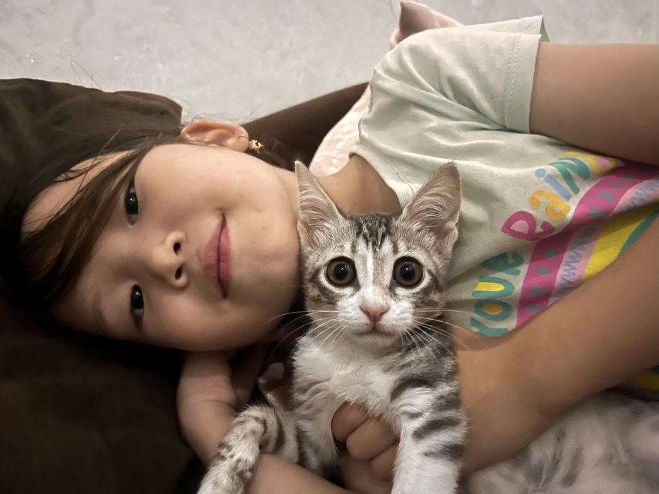 котенок,3 месяца,