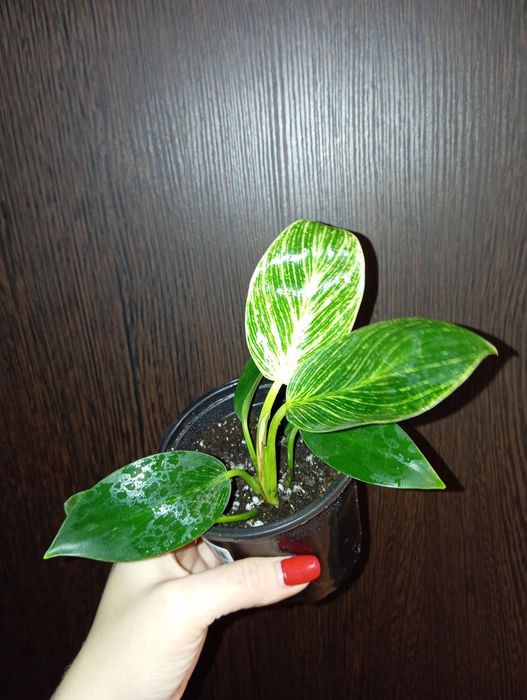 Продам Филодендрон