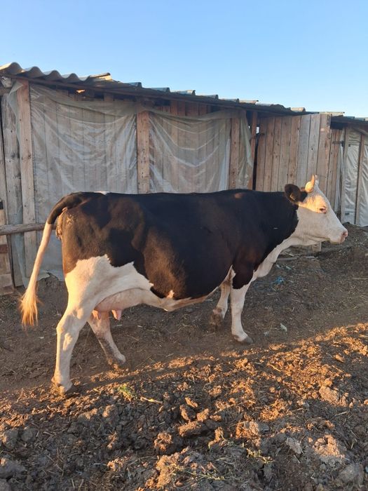 Vaca de vazare !!!