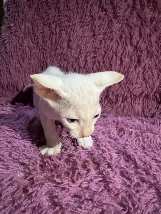 котята сфинксы 3