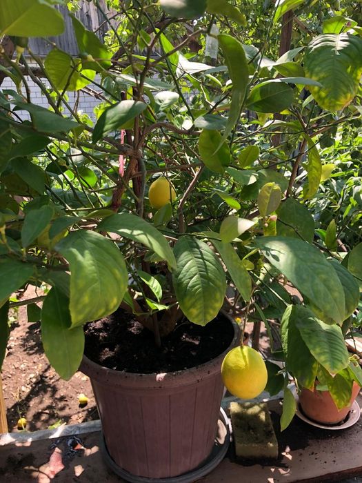 Продам лимон.с лимонами и с цветом.
