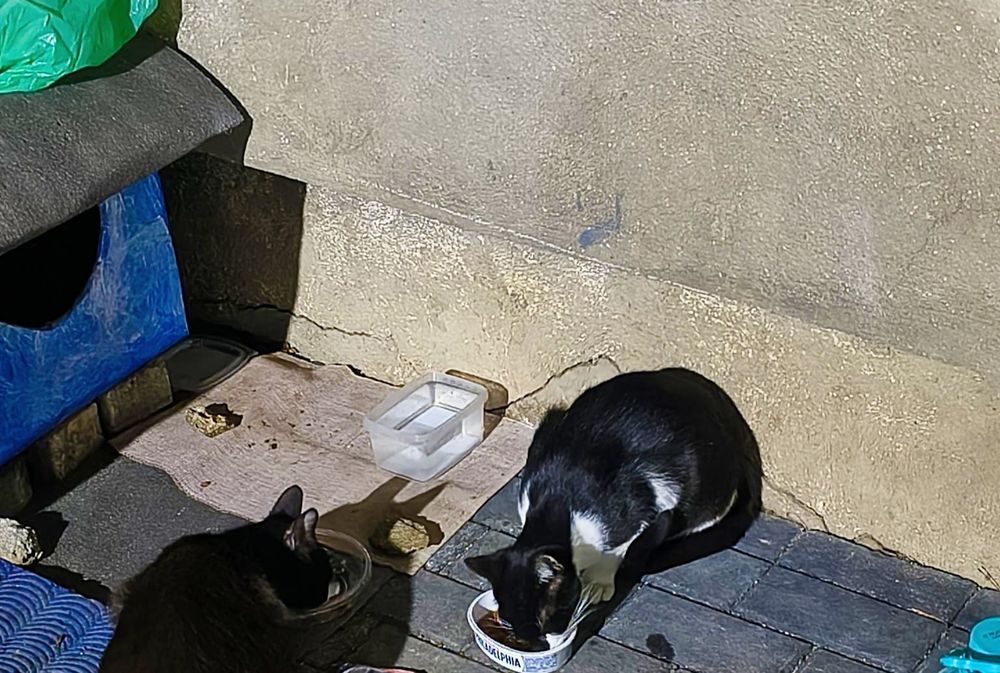 Motan 1 an castrat  f bland