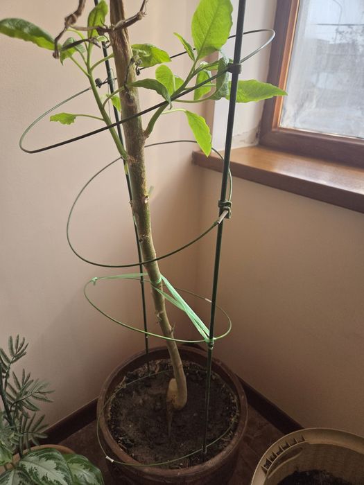 Продам бругмансию