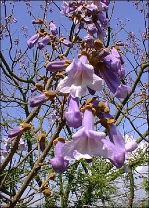 Paulownia Tomentosa Shoot Cu Flori Roz
