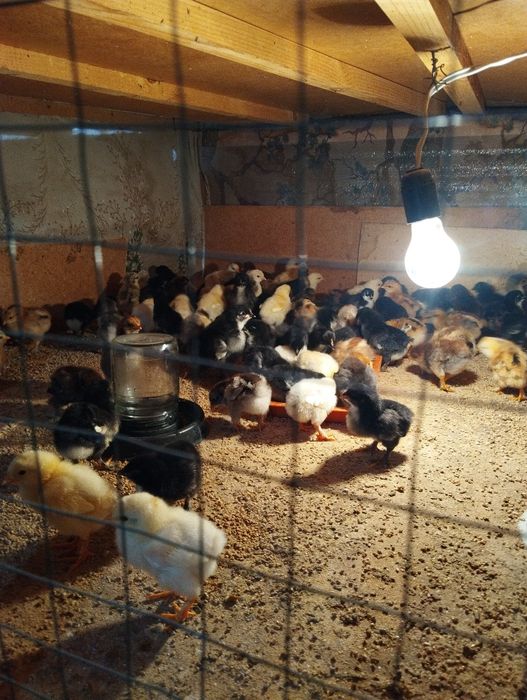 Инкубатор сотилади 1000 талик