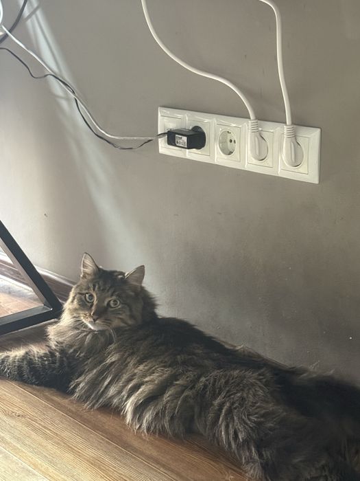 Пропал кот (мальчик )(каин)