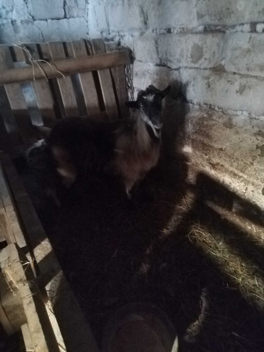 Продам козу с козленком