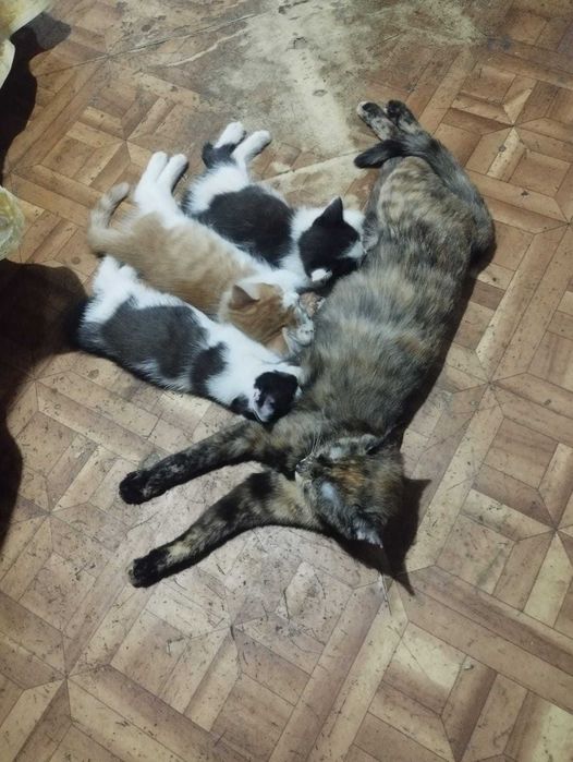 Отдам котят в хорошие руки