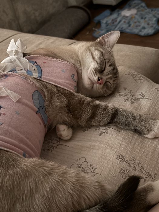 Отдадим красотку кошку