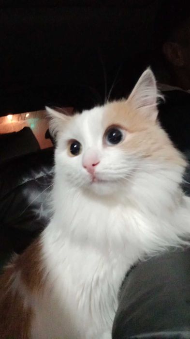 Кошечка стирилизованная