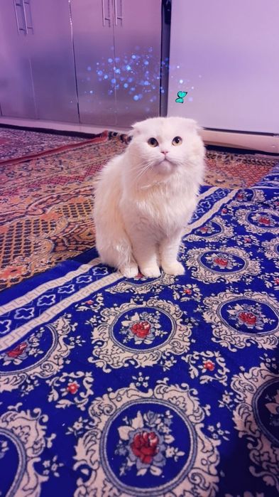 Ҳэйлан фолт ӯғил 7 ойлик