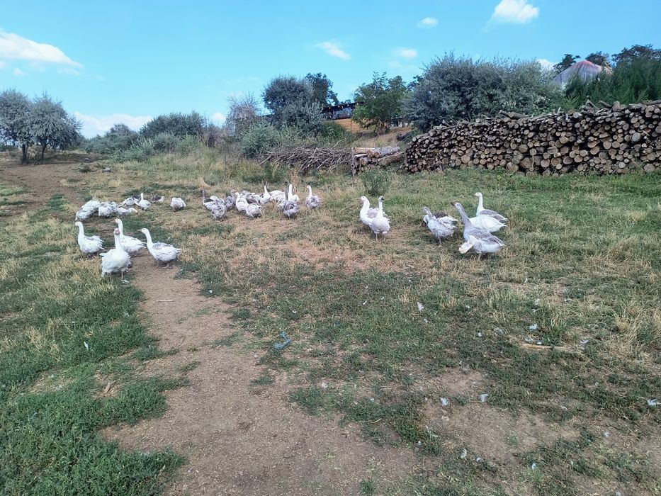 Vând gâște crete