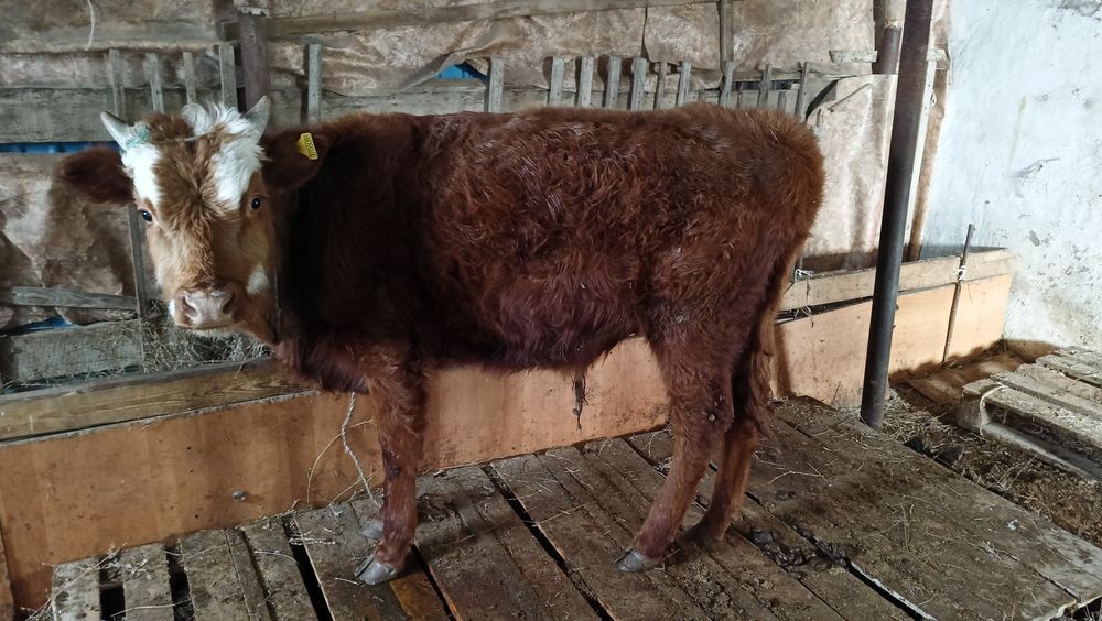 Семіз ірі баспақ сатылады.