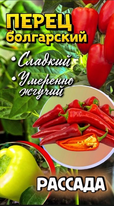 Перец болгарский (сладкий и умеренно острый), рассада - 350 тг/корень