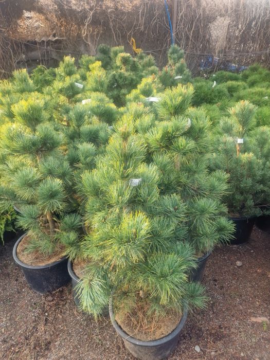 Ель сосна саженцы газон
