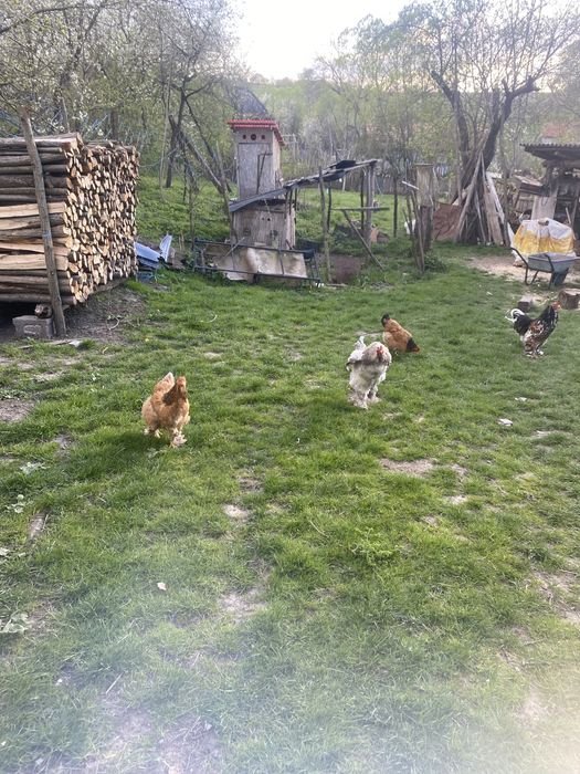 Gaini de rasa si cocosi de rasa brahma si windotte