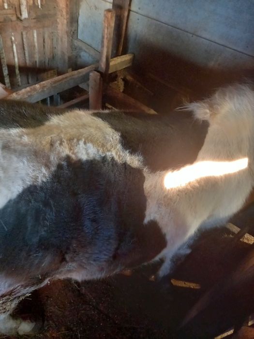 Продам соғым тай с откорма