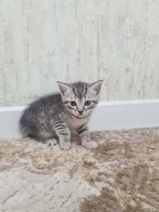 Котята маленькие